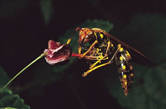 黄蜂,授粉,花,加拉帕戈斯群岛,厄瓜多尔