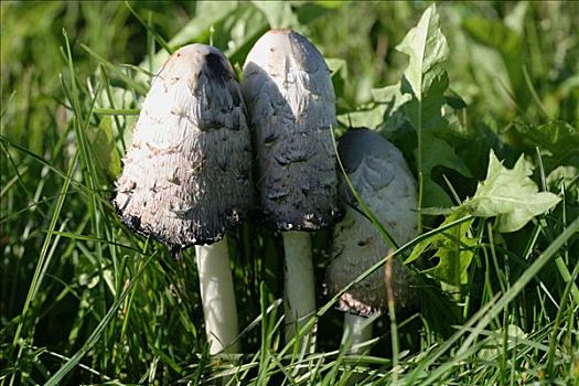 蘑菇,鸡腿菇,草地
