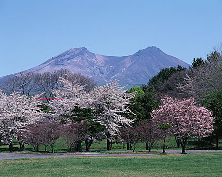 山,樱花