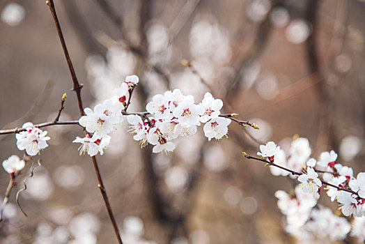 春季盛开的杏花特写