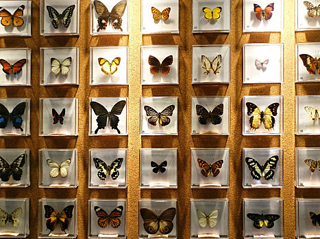 标本,昆虫博物馆