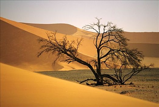 非洲,纳米比亚,纳米比诺克陆夫国家公园,索苏维来地区,枯木,沙丘