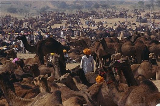普什卡,骆驼,商贸,市集,印度