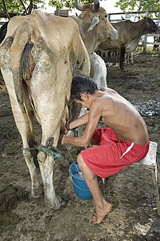 男孩,挤奶,母牛,亚马逊,巴西