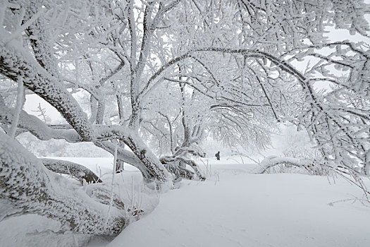 走进林海雪原