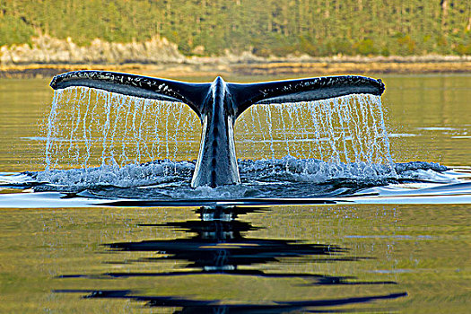 驼背鲸,弗雷德里克湾,尾部,鲸尾叶突,东南阿拉斯加,夏天