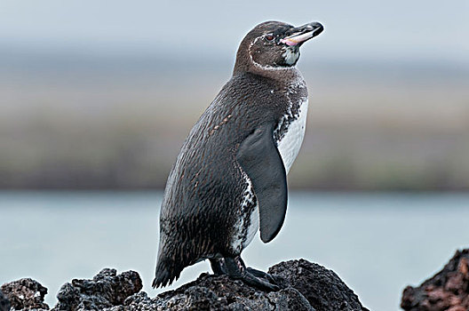 加拉帕戈斯,企鹅,加拉巴哥岛,加拉帕戈斯群岛,厄瓜多尔
