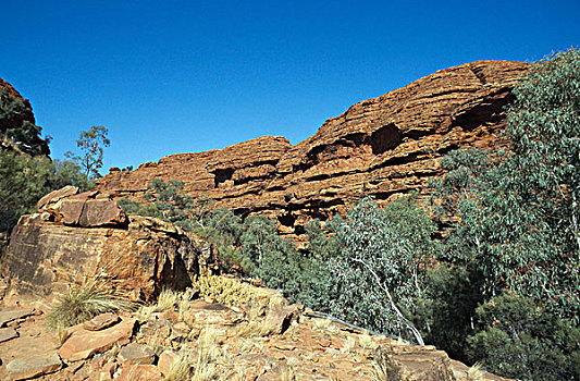 树,正面,悬崖,国王峡谷,国家公园,北领地州,澳大利亚