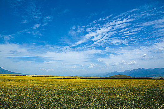 万里油菜花花海