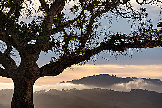 剪影,橡树,雾,日落,加利福尼亚,美国