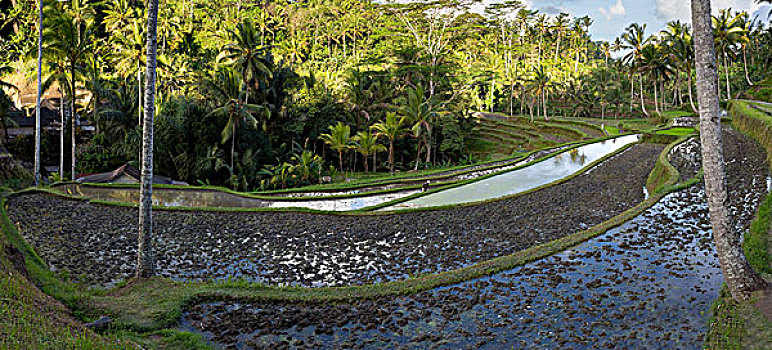 稻米,阶梯状,稻田,巴厘岛,印度尼西亚