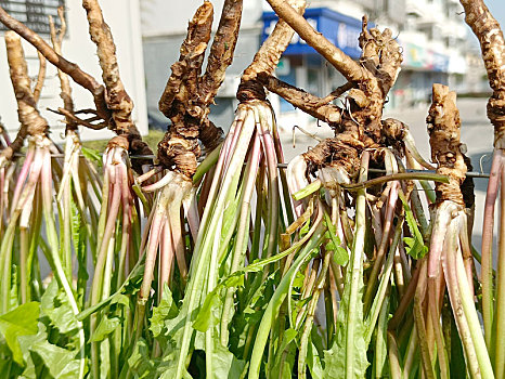 蒲公英制茶,野菜