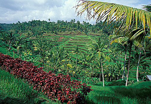 亚洲,印度尼西亚,巴厘岛,乌布,稻米梯田,棕榈树