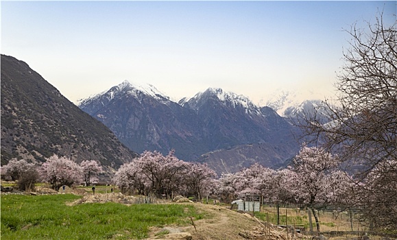 野桃花观赏圣地索松村