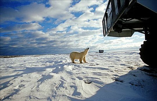 北极熊,站立,靠近,丘吉尔市,哈得逊湾,加拿大