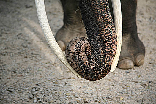 大象,象鼻