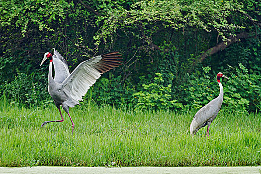 印度,鹤,一对,鸟窝,盖奥拉迪奥,国家公园