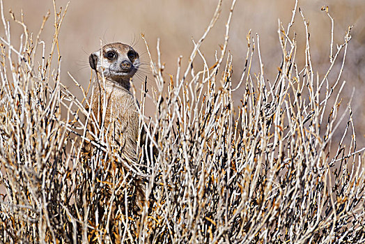 猫鼬,细尾獴属,站立,平衡,中间,灌木,警惕,卡拉哈迪大羚羊国家公园,北开普,南非,非洲