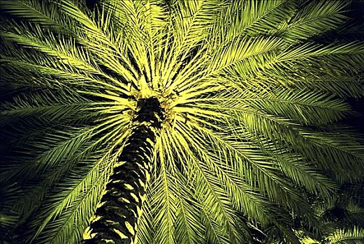仰视,光亮,棕榈树,夜晚