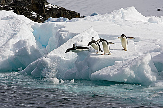 阿德利企鹅,群,冰山,南,奥克尼群岛,南大洋
