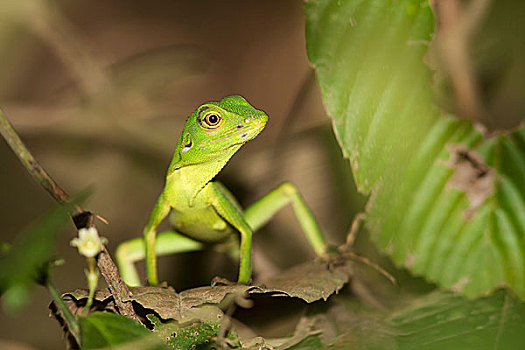 绿色,树,蜥蜴,沙巴,婆罗洲,马来西亚,亚洲