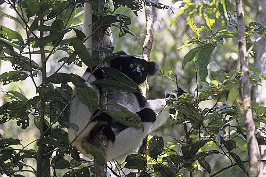 马达加斯加,雨林,树上,进食,狐猴