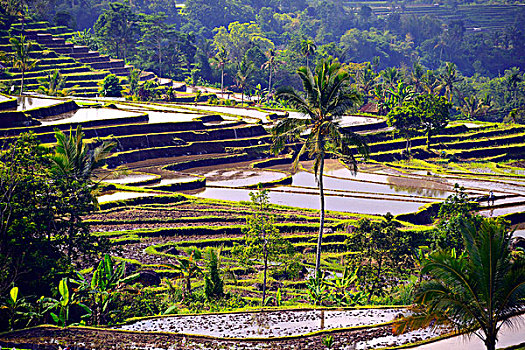著名,稻米梯田,巴厘岛,印度尼西亚,亚洲