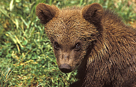 棕熊,头像,幼兽