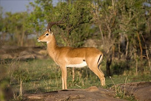 黑斑羚,站立,地点,马赛马拉国家保护区,肯尼亚