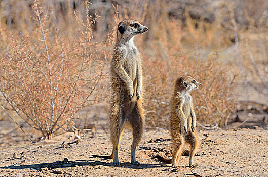 猫鼬,成年,幼兽,看,环境,卡拉哈迪,国家公园,北开普,南非,非洲