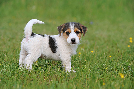 杰克罗素狗,三色,8周,站立,草地,奥地利,欧洲