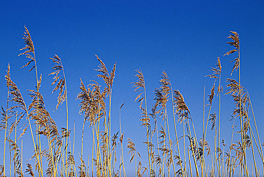 草,特写,自然,植物,芦苇,蓝色,晴天,概念,原生态,探险