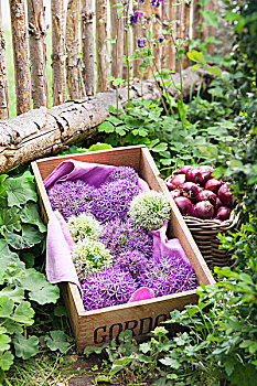 木质,板条箱,白色,紫色,葱属植物,花,靠近,柳条篮,红洋葱,正面,乡村,围栏,栅栏