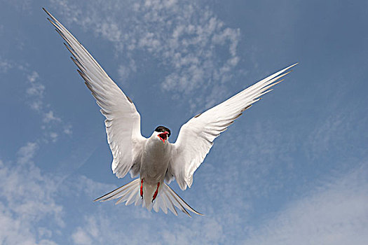 北极燕鸥,攻击,成年,飞行,石荷州,德国,欧洲
