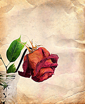 旧式,背景,干燥,红玫瑰,花瓶