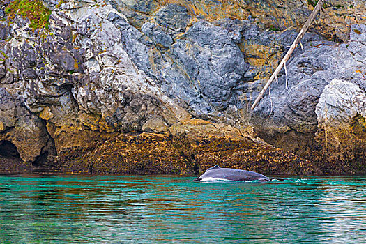 美国,阿拉斯加,冰河湾国家公园,驼背鲸,靠近,悬崖