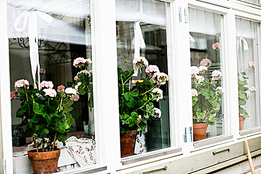 排,窗户,粉色,天竺葵,室内,窗台
