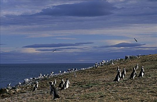 企鹅,巴塔哥尼亚,智利