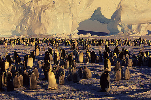 南极,冰架,帝企鹅,生物群,冰山,拱形