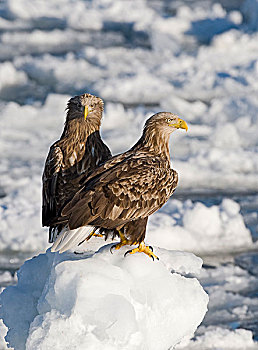 白尾鹰,白尾海雕,两个,成年人,站立,海冰,根室海峡,北海道,日本,亚洲