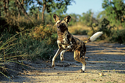 野狗,非洲野犬属,禁猎区,克留格尔公园,南非