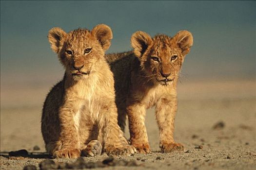 非洲狮,狮子,幼兽,塞伦盖蒂国家公园,坦桑尼亚