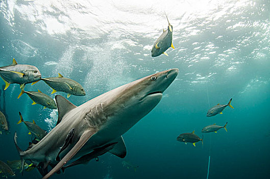 海洋,鲨鱼,长鳍真鲨,鮣鱼,鲹属,南非