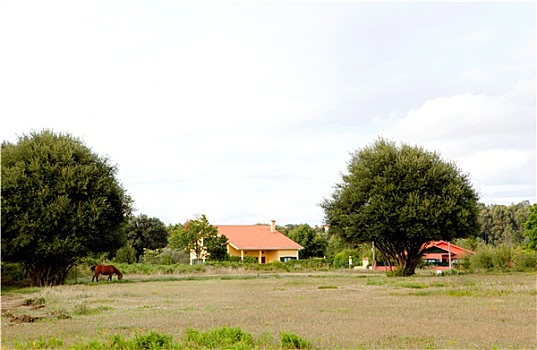 乡野,风景,马,房子