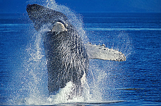 驼背鲸,大翅鲸属,鲸鱼,成年,鲸跃,阿拉斯加