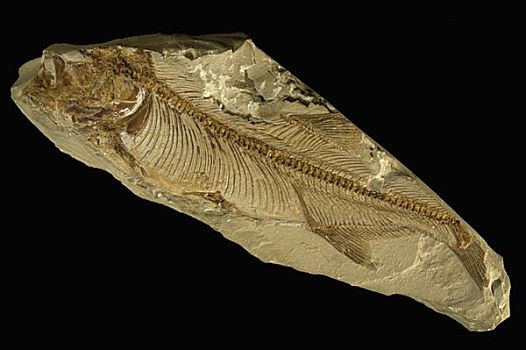 鱼,化石,早,白垩纪,西班牙