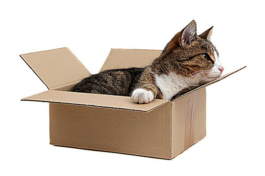 小,猫,收件箱