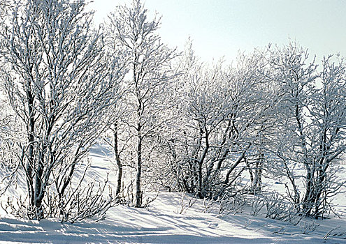 芬兰,积雪,树,地面