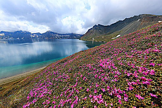 长白山高山花卉