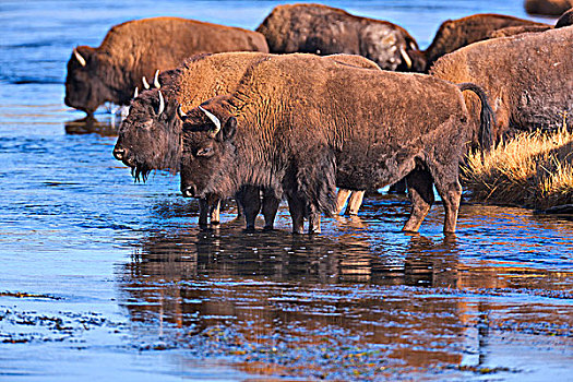 美洲野牛,野牛,水中,黄石国家公园,怀俄明,美国